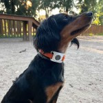 Funda AirTag para Collar - Tienda Online iServices