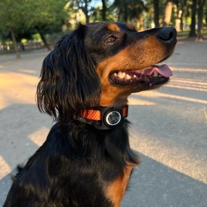 Funda AirTag para Collar - Tienda Online iServices