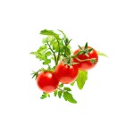 Click and Grow Kit Grow Anything - iServices®