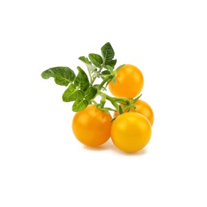 Click and Grow Kit Grow Anything - iServices®